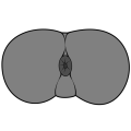 Thumbnail for version as of 17:15, 18 February 2024